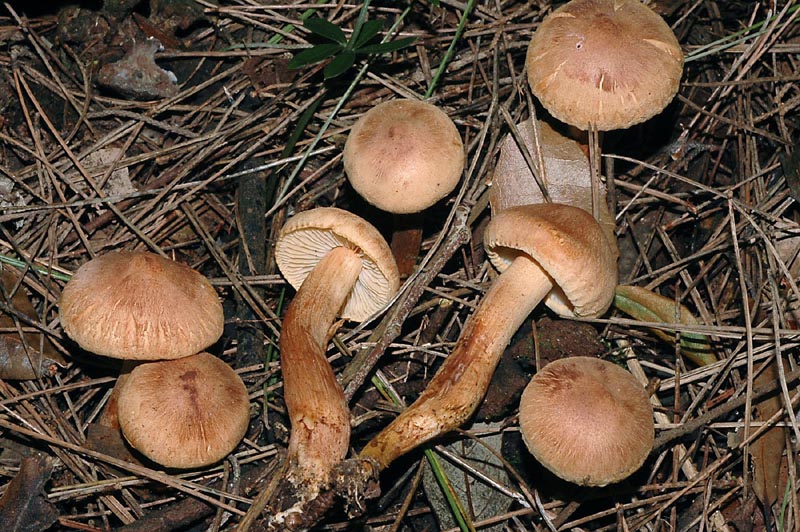 Tricholoma psammopus